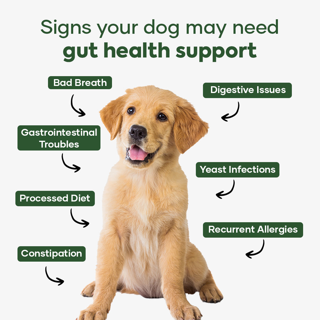 Aniwell GastroQuel: Probiotics Solution with Pumpkin and Manuka Honey For Gut Health, Diaerhea, Poop Health & Bowel Support