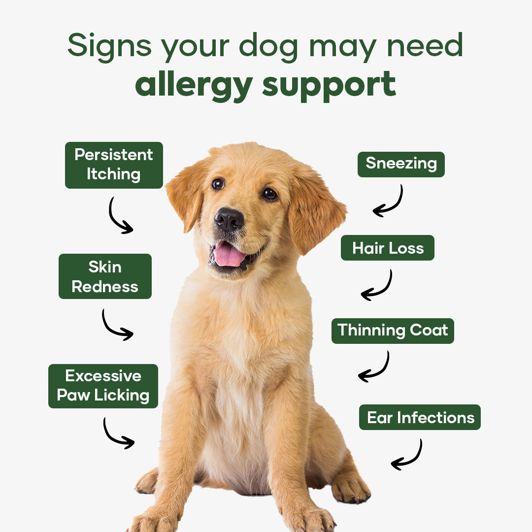 Aniwell ImmunoFlo: A New Age Natural Solution for Allergies, Itching, Hot Spots, Paw Licking & Immunity