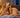 Can’t Sleep Because Your Dog Is Scratching? Here’s Why.