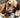Why Your Dog Won’t Stop Licking That One Spot: Understanding Acral Lick Granuloma