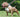 Why Your Dog Needs Aniwell Muscle Formula