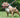 Why Your Dog Needs Aniwell Muscle Formula
