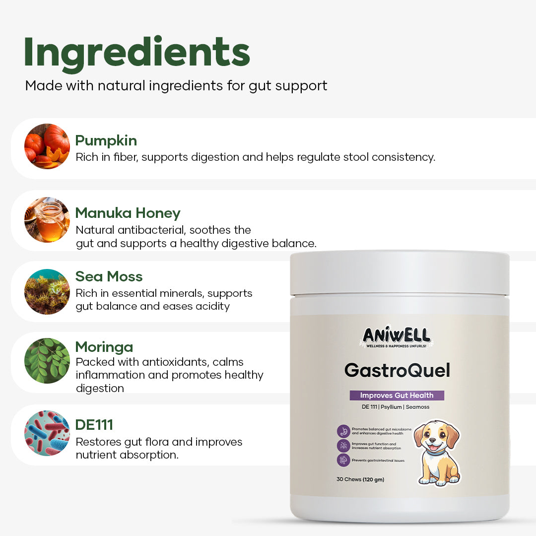 Aniwell GastroQuel: Probiotics Solution with Pumpkin and Manuka Honey For Gut Health, Diaerhea, Poop Health & Bowel Support