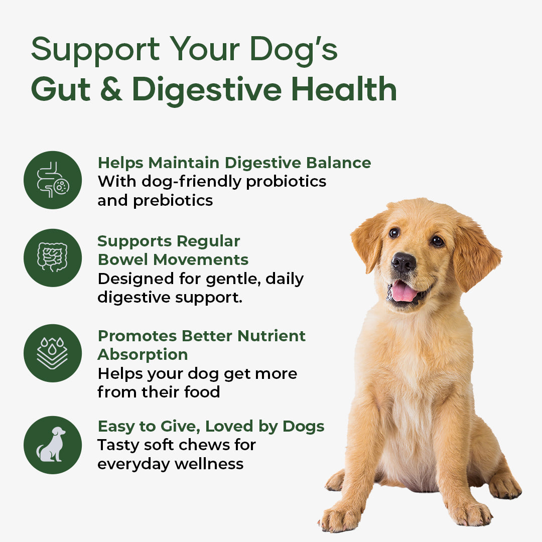 Aniwell GastroQuel: Probiotics Solution with Pumpkin and Manuka Honey For Gut Health, Diaerhea, Poop Health & Bowel Support