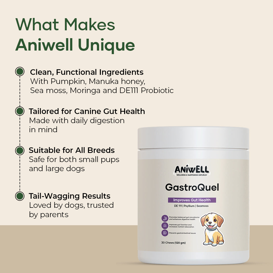 Aniwell GastroQuel: Probiotics Solution with Pumpkin and Manuka Honey For Gut Health, Diaerhea, Poop Health & Bowel Support