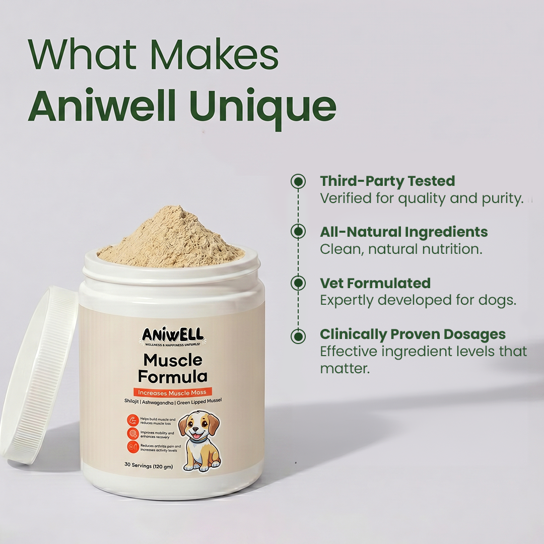 Aniwell Muscle Formula- Muscle, Hip & Joint Supplement for Dogs: Powered by Shilajit , Ashwagandha , Green Lipped Mussel