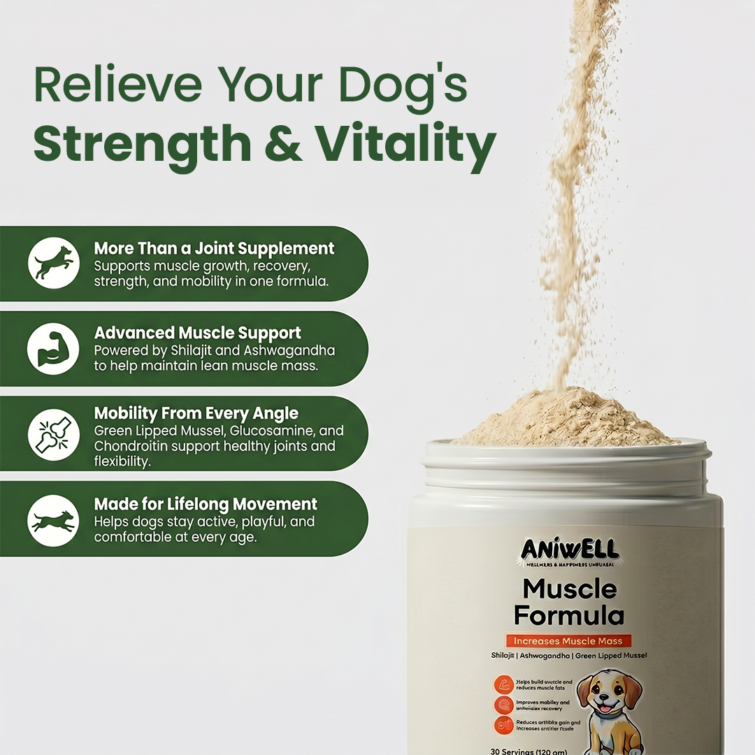 Aniwell Muscle Formula- Muscle, Hip & Joint Supplement for Dogs: Powered by Shilajit , Ashwagandha , Green Lipped Mussel